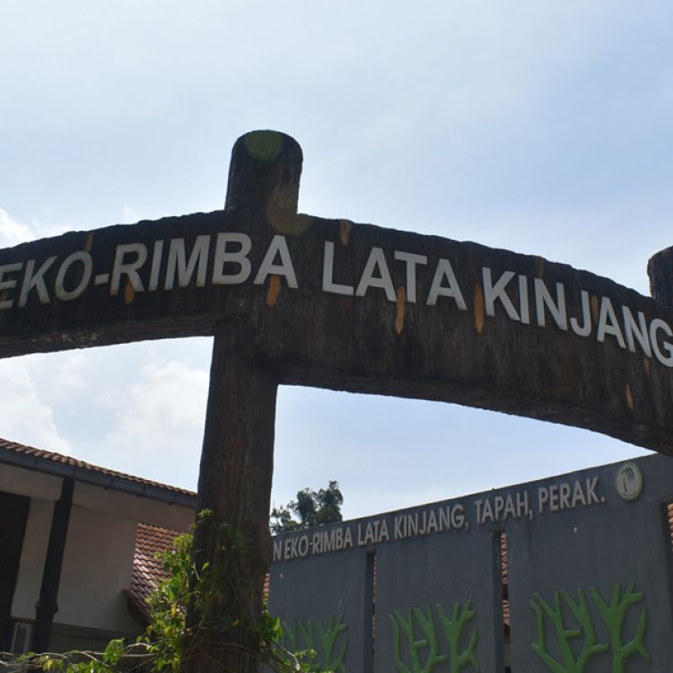 Lata Kinjang